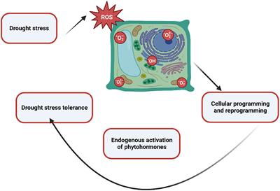 Phytohormonal modulation of the drought stress in soybean: outlook, research progress, and cross-talk